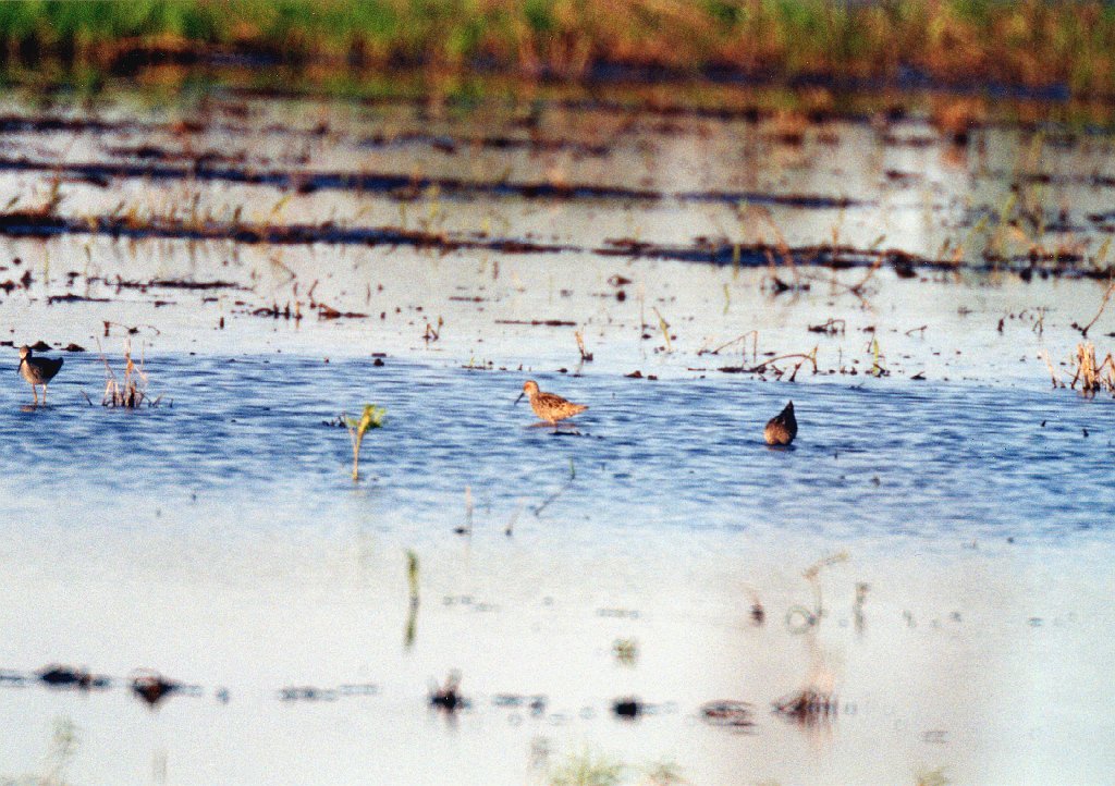 Sandpiper, Stilt 2.jpg - Stilt Sandpiper